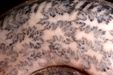 Hammatoceras Speciosum - Toarcien - Roanne - FRANCE