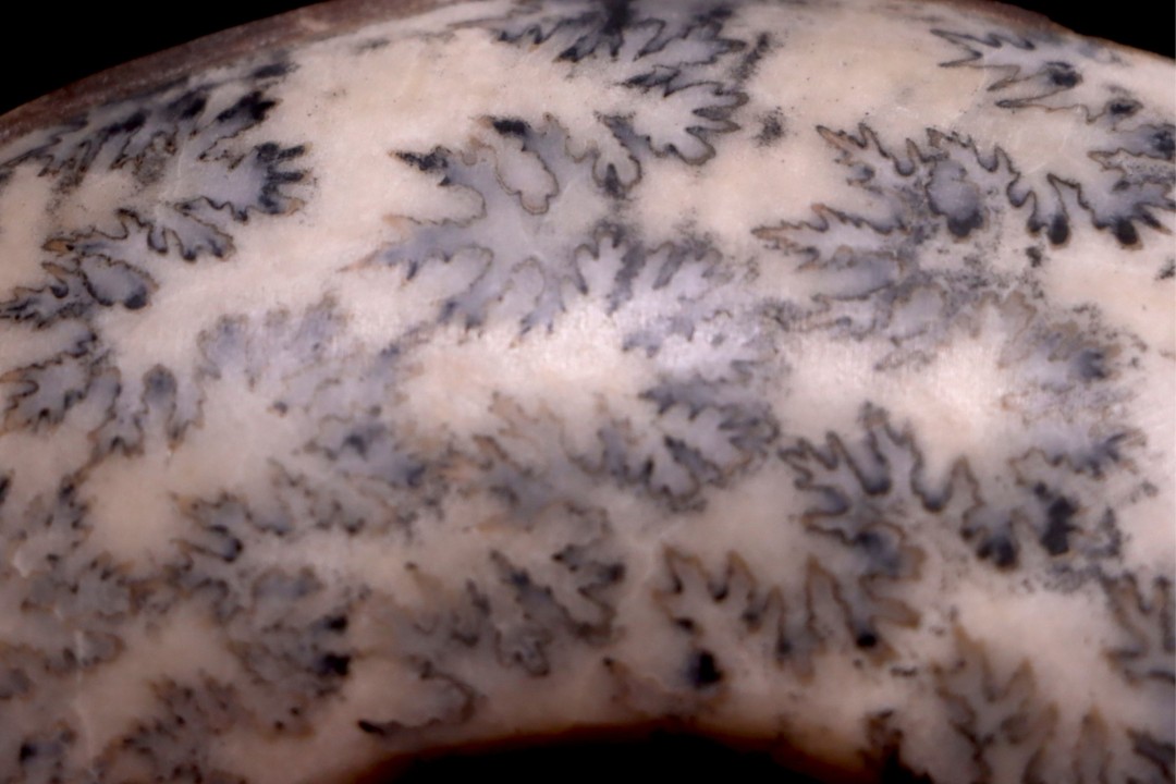 Hammatoceras Speciosum - Toarcien - Roanne - FRANCE