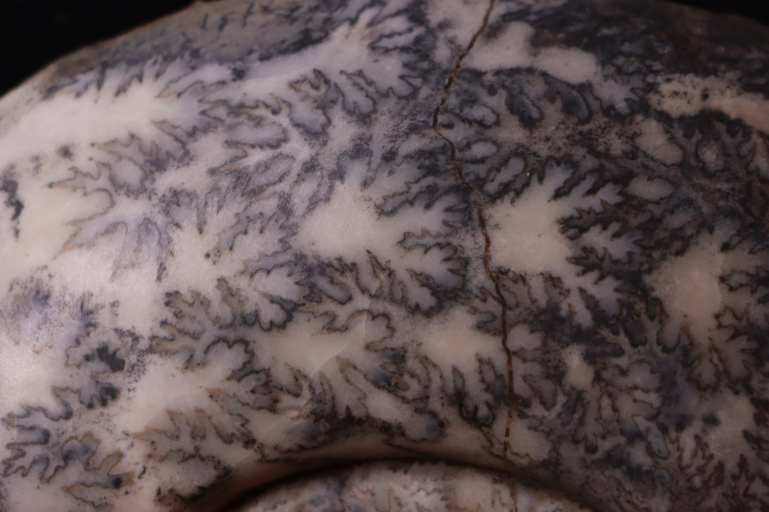 Hammatoceras Speciosum - Toarcien - Roanne - FRANCE
