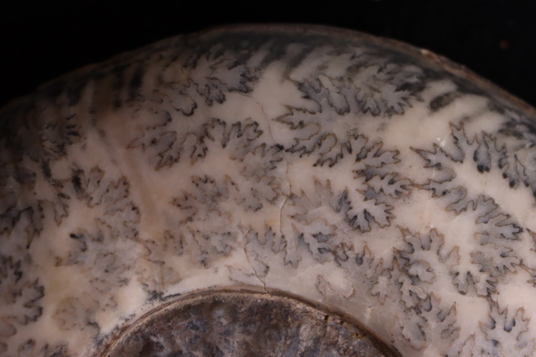 Hammatoceras Speciosum - Toarcien - Roanne - FRANCE