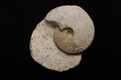 Distichoceras pas-de-jeuensis (Gerard et Contaut, 1936)   upper callovian    Montreuil-Bellay -FRANCE
