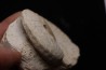 Distichoceras pas-de-jeuensis (Gerard et Contaut, 1936) upper callovian Montreuil-Bellay -FRANCE