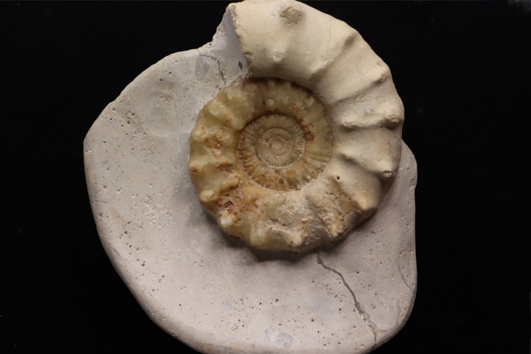 Peltoceras athleta - callovien supérieur - Montreuil-Bellay - FRANCE