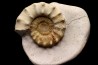 Peltoceras athleta - callovien supérieur - Montreuil-Bellay - FRANCE