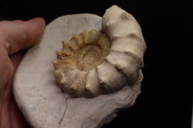 Peltoceras athleta - callovien supérieur - Montreuil-Bellay - FRANCE