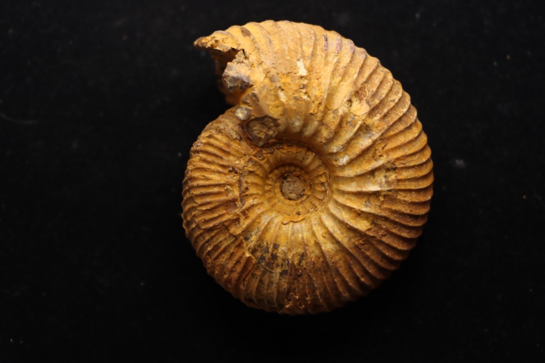 Pleurocephalites maevaranensis (Besairie)   Callovien  Région Atsimo-Andrefana, Madagascar