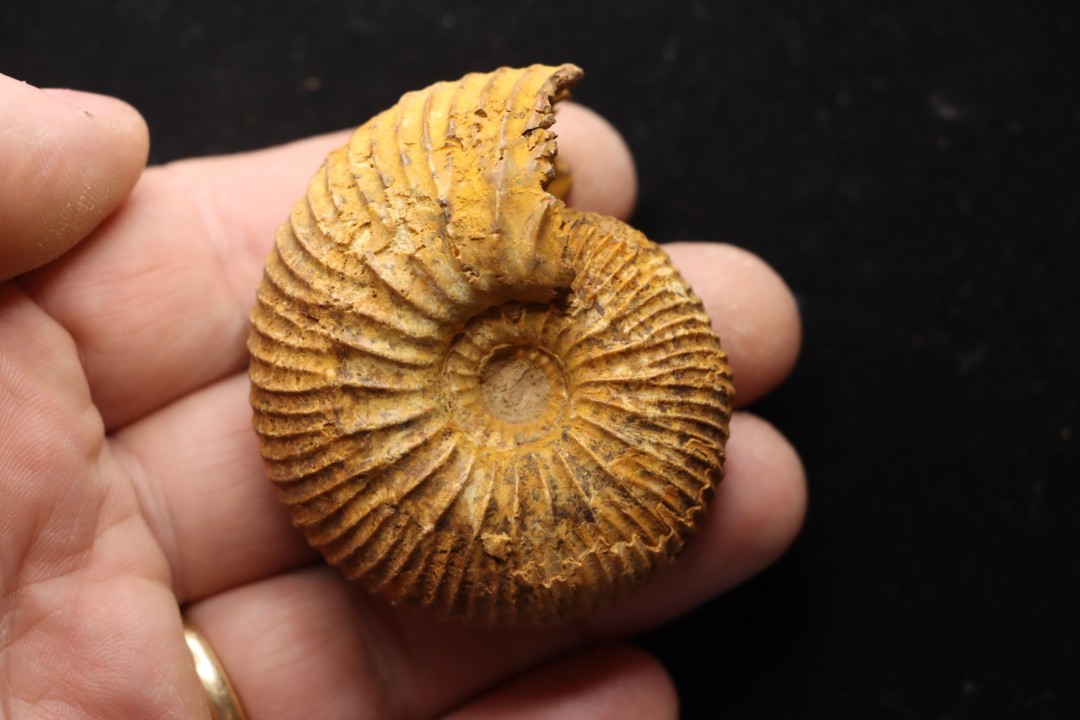 Pleurocephalites maevaranensis (Besairie)   Callovien  Région Atsimo-Andrefana, Madagascar