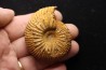 Pleurocephalites maevaranensis (Besairie)   Callovien  Région Atsimo-Andrefana, Madagascar
