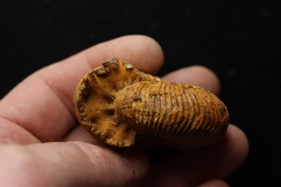 Pleurocephalites maevaranensis (Besairie)   Callovien  Région Atsimo-Andrefana, Madagascar