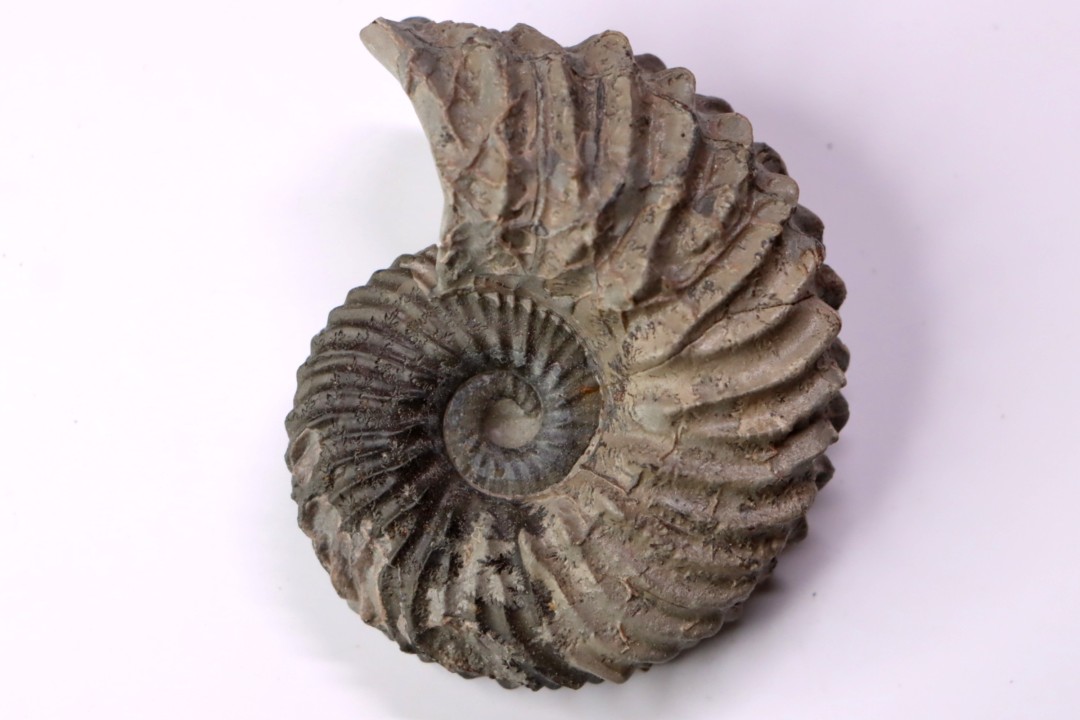 Hoplites dentatus  - middle albian - courcelles quarry - near Troyes - Aube - France