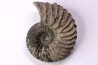 Hoplites dentatus  - middle albian - courcelles quarry - near Troyes - Aube - France