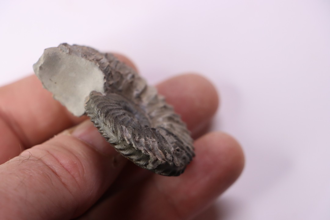 Hoplites dentatus - albien moyen - ancienne carrière Courcelles - Aube - France