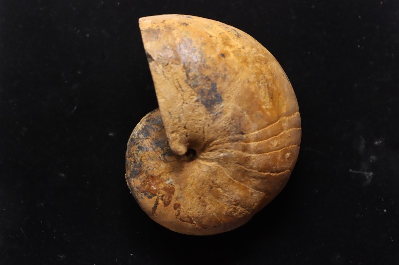 ANGLONAUTILUS sp. Cenomanian Atsimo- Andrefana, Madagascar