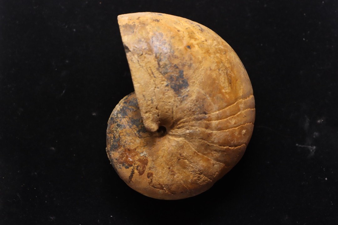 ANGLONAUTILUS sp.  Cenomanien  Atsimo- Andrefana, Madagascar