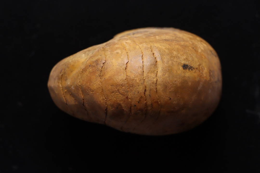 ANGLONAUTILUS sp.  Cenomanian  Atsimo- Andrefana, Madagascar