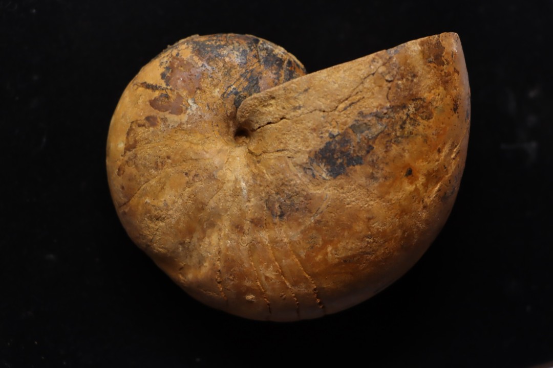 ANGLONAUTILUS sp.  Cenomanian  Atsimo- Andrefana, Madagascar