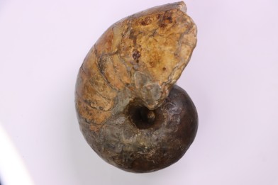 nautile: Cenoceras toarcense (d'Orbigny) - toarcien - Saone et Loire– FRANCE