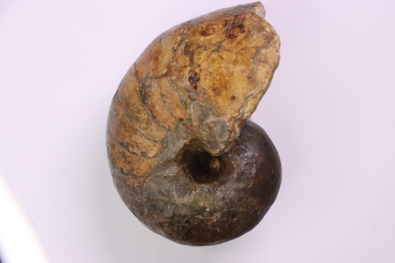 nautile: Cenoceras toarcense (d'Orbigny) - toarcien - Saone et Loire– FRANCE