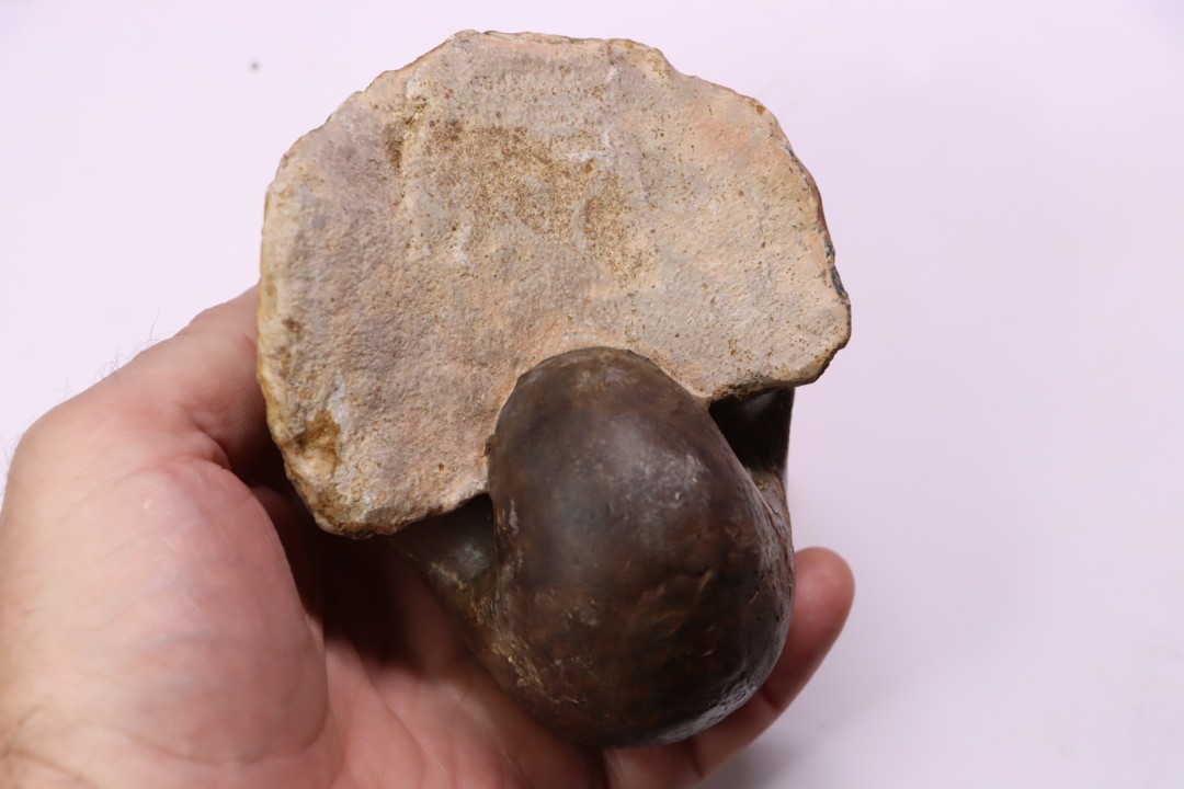 nautile: Cenoceras toarcense (d'Orbigny) - toarcien - Saone et Loire– FRANCE