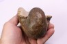 nautile: Cenoceras toarcense (d'Orbigny) - toarcien - Saone et Loire– FRANCE