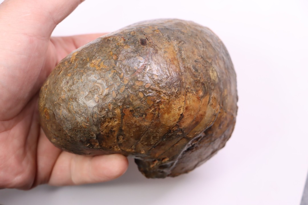 nautile: Cenoceras toarcense (d'Orbigny) - toarcien - Saone et Loire– FRANCE