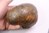 nautile: Cenoceras toarcense (d'Orbigny) - toarcien - Saone et Loire– FRANCE