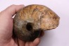 nautile: Cenoceras toarcense (d'Orbigny) - toarcien - Saone et Loire– FRANCE