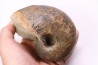 nautile: Cenoceras toarcense (d'Orbigny) - toarcien - Saone et Loire– FRANCE