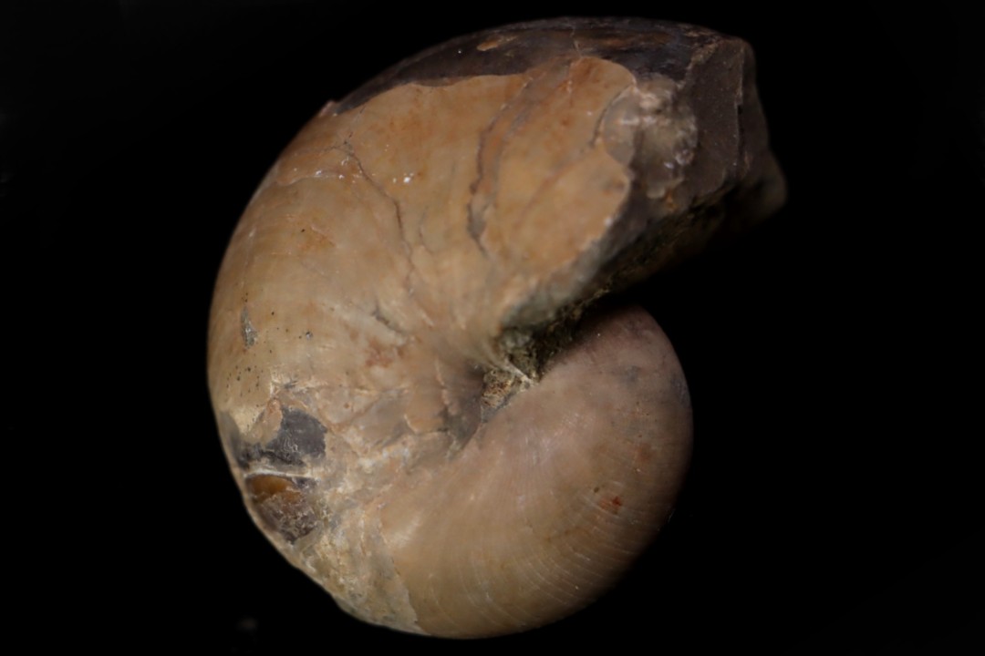 CYMATOCERAS SAKALAVUM - Albien - Madagascar