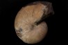 CYMATOCERAS SAKALAVUM - Albien - Madagascar