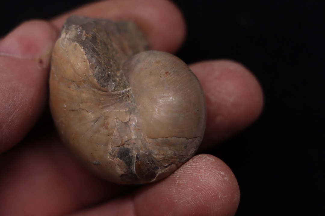 CYMATOCERAS SAKALAVUM - Albien - Madagascar