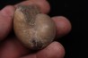 CYMATOCERAS SAKALAVUM - Albien - Madagascar