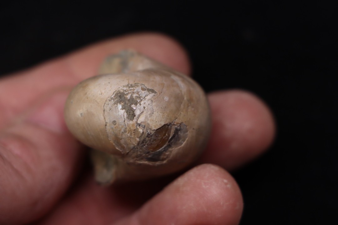 CYMATOCERAS SAKALAVUM - Albien - Madagascar