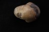 CYMATOCERAS SAKALAVUM - Albien - Madagascar