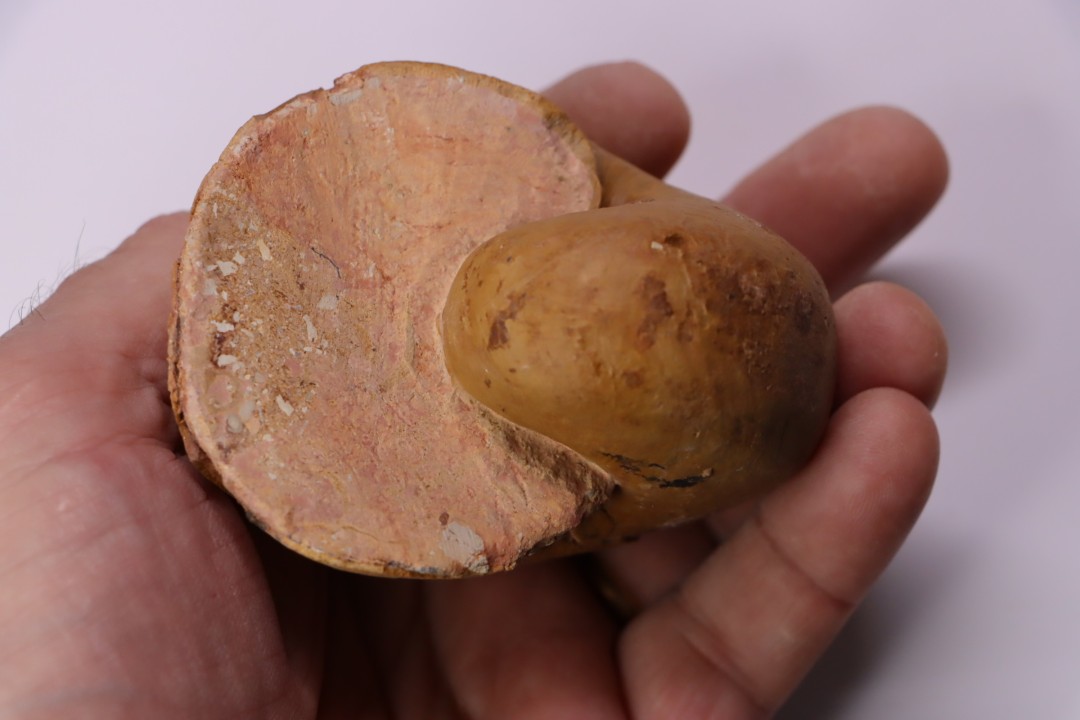 nautile:  Cenoceras  lineolatum - aalenien - Belmont– FRANCE
