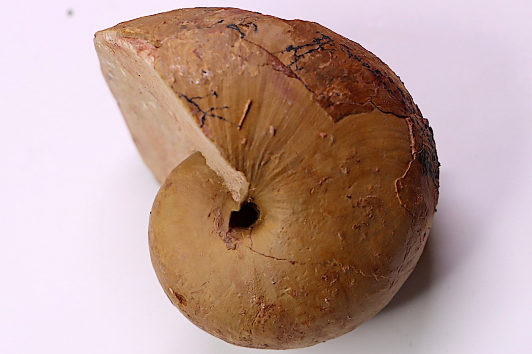 nautile:  Cenoceras  lineolatum - aalenien - Belmont– FRANCE