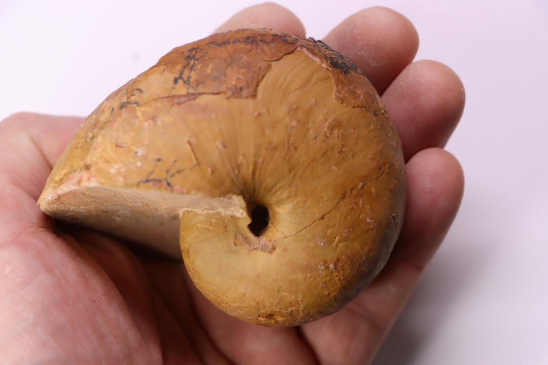 nautile:  Cenoceras  lineolatum - aalenien - Belmont– FRANCE