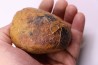 nautile:  Cenoceras  lineolatum - aalenien - Belmont– FRANCE