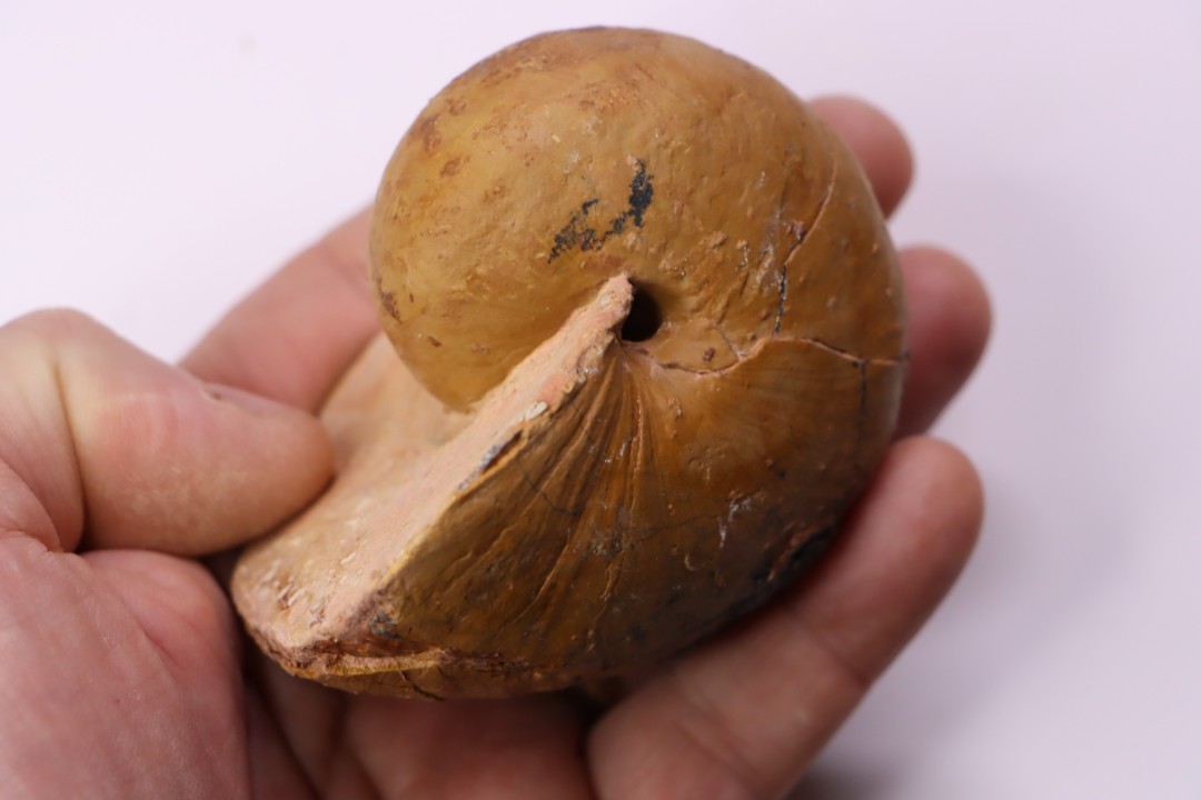 nautile:  Cenoceras  lineolatum - aalenien - Belmont– FRANCE