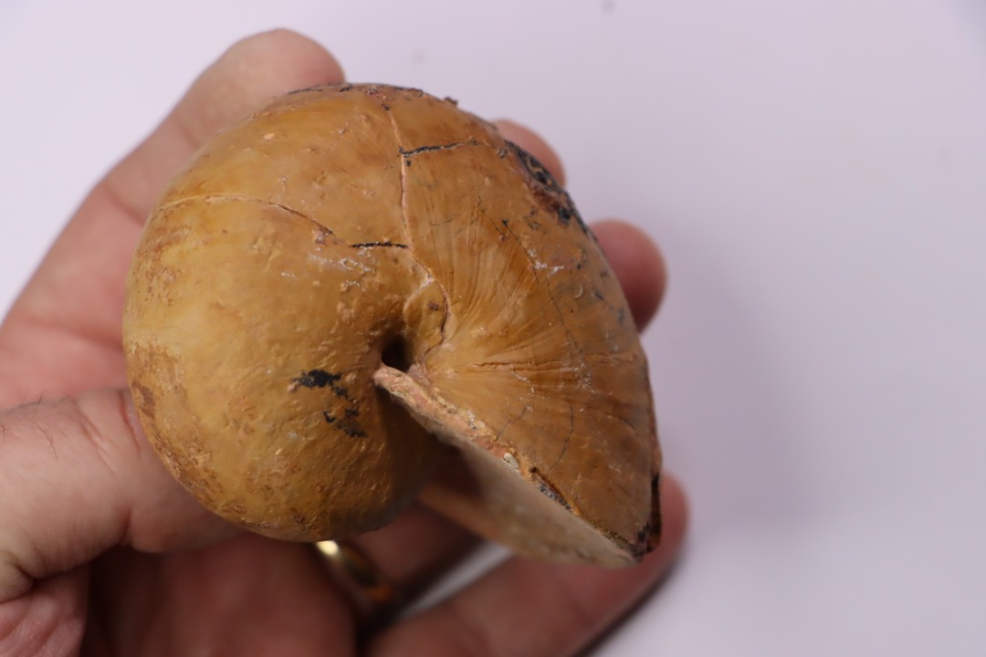 nautile:  Cenoceras  lineolatum - aalenien - Belmont– FRANCE