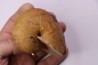 nautile:  Cenoceras  lineolatum - aalenien - Belmont– FRANCE