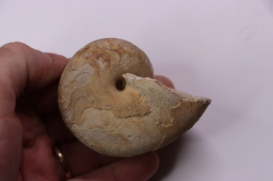 Pseudagamites aff. aganiticus  (Schlotheim)  - callovian - Montreuil Bellay - FRANCE