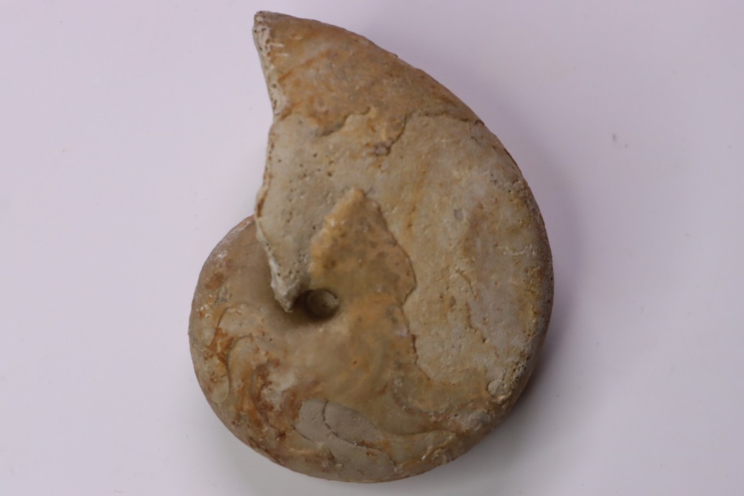 Pseudagamites aff. aganiticus  (Schlotheim)  - callovian - Montreuil Bellay - FRANCE