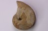 Pseudagamites aff. aganiticus (Schlotheim) - callovien - Montreuil Bellay- FRANCE
