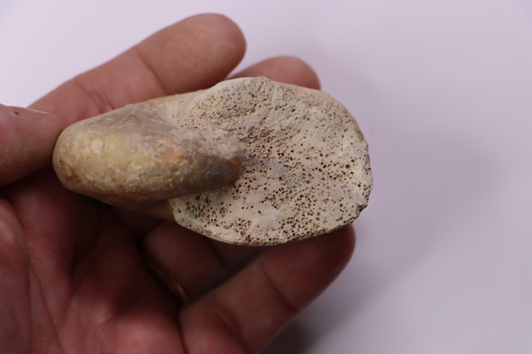Pseudagamites aff. aganiticus  (Schlotheim) - callovien - Montreuil Bellay- FRANCE