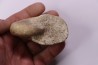 Pseudagamites aff. aganiticus (Schlotheim) - callovien - Montreuil Bellay- FRANCE