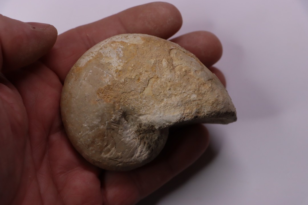 Pseudagamites aff. aganiticus  (Schlotheim)  - callovian - Montreuil Bellay - FRANCE
