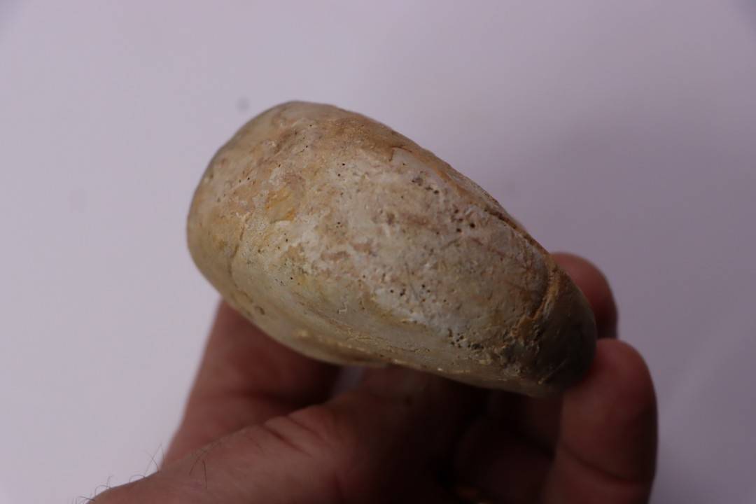 Pseudagamites aff. aganiticus  (Schlotheim) - callovien - Montreuil Bellay- FRANCE
