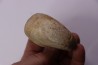 Pseudagamites aff. aganiticus (Schlotheim) - callovien - Montreuil Bellay- FRANCE