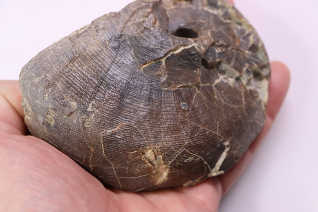 nautile:  Cenoceras  belmontense - toarcien - Saone et Loire– FRANCE